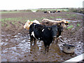 Cows near Halsetown