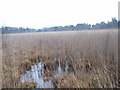 The reedbeds at Englemere Pond