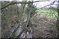 SK6508 : Barkby Brook near Beeby, Leicestershire by Kate Jewell