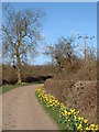 Daffodils in lane to Hill Farm