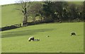 Sheep with early spring lambs