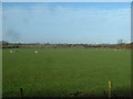 Farmland near Little Singleton