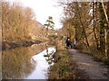 Pine tree and bridge to Ynys-Arwed Farm