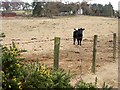 Gorse flowers and bullocks