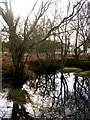 SU2105 : Wintry pond north of Berry Wood, New Forest by Jim Champion