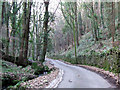 woodland beside steep hill