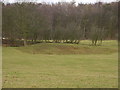 Old Clay Pits, Bowman House Farm