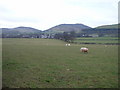 Farmland near Llanbedr Dyffryn Clwyd