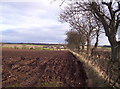 Field, Trees and Caldcots Farm