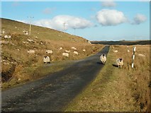 NR1854 : Who are ewe looking at? by Patrick Mackie