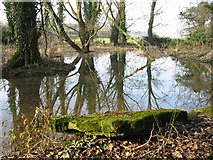 SU0817 : Allenford Pond Damerham Hampshire by Clive Perrin