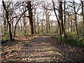 West Wood path, Hadleigh