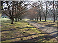 Avenue in Dewlish Park