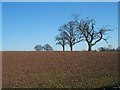 Trees on Skyline, near Westwood Farm