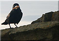 NT0077 : Corvus monedula by Simon Johnston