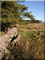 Carved stones by the track to Watstone Hill