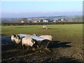 Sheep Feeding Trough, Near East Sockburn Farm