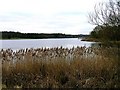 Thoresby Lake, looking westwards