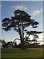 Cedar of Lebanon in the grounds of Bayfordbury Hall