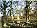 A copse outside Bracknell