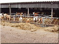 Cattle in barn, near Amersham