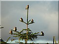 HU5462 : Waxwings in tree at Gardentown, Whalsay by John Dally