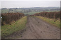 Hedges near Stoney Royd