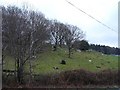 Hillside at Llanrwst