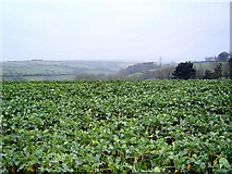 SX7246 : Cabbage field near Kingsbridge - south Devon by Richard Knights