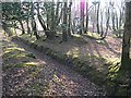 SX5167 : A leat in woodland by Tony Atkin