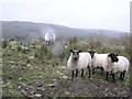 H3168 : Sheep at Dooish by Kenneth  Allen