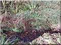 Stream at Tredorwin