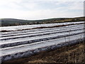 Potato fields near Newbridge