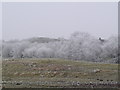 Frozen trees near Bwlchgwyn