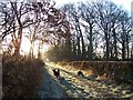 Lane Between Thingwall Road and Arrowe Brook Lane