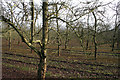 Milverton: orchard near Olands