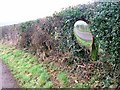 Hedge, Road to Lodge Farm