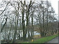 Woodland beside West Loch Tarbert.