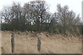 Mossy fence posts and trees, looking south to Moss-Side