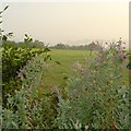 Hedgerow near Cranesden Farm