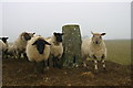 Hambleton Down trig