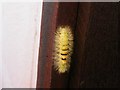 Caterpillar