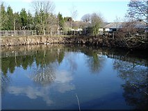 TQ8465 : Duck pond at the Garden Centre by Penny Mayes