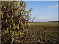 Hazel catkins beside Bull Lane, Stockbury