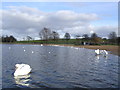 NS6466 : Swans on Hogganfield Loch by Chris Upson