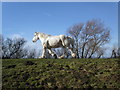 Horse on the Severn Way footpath