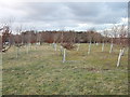 Young trees at North Hill, Chorleywood