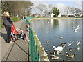 SJ4994 : Feeding the ducks at Taylor Park by Sue Adair