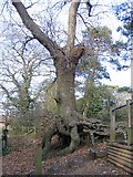 TG2602 : Oak tree in 'The Dell', Framingham Earl by Graham Hardy