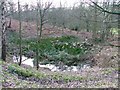 Marshy Area, Sigston Wood